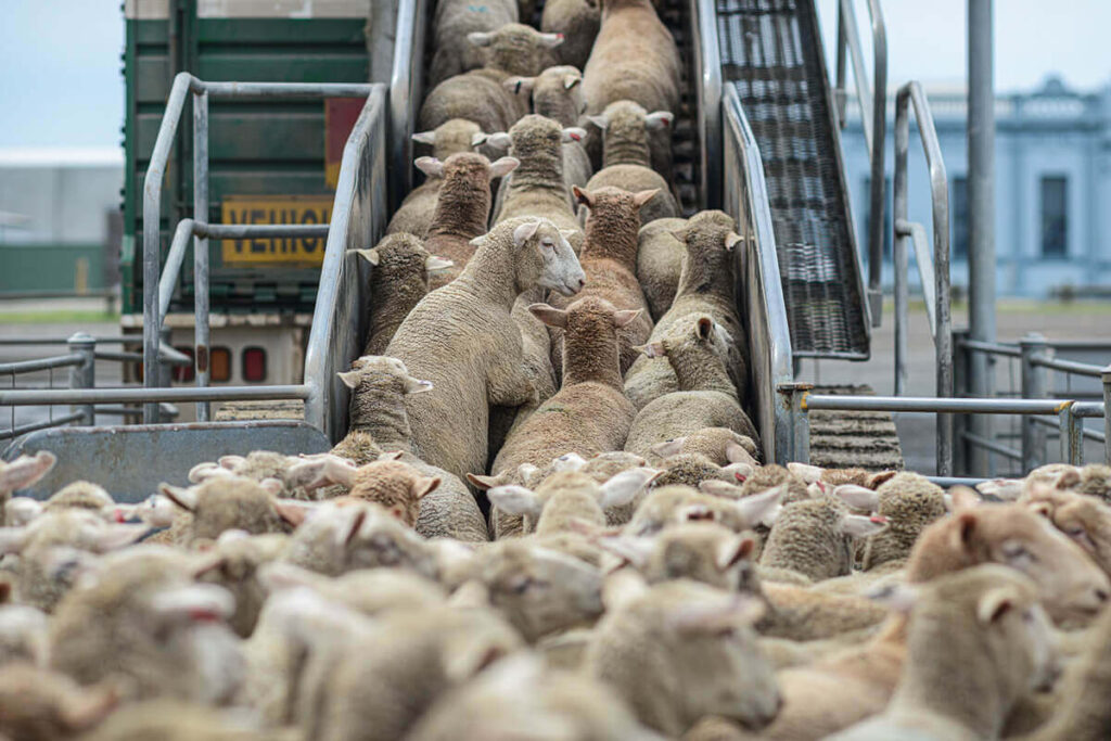Kamerával fogják megfigyelni a spanyolországi vágóhidakat